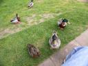 20020422_145747_warwick_castle_duck_invasion_o.jpg