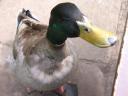 20020422_150215_warwick_castle_duck_o.jpg