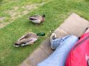 20020422_150259_warwick_castle_duck_going_for_shoes_o.jpg