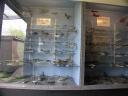 20020421_125826_ww2_air_museum_model_aeroplanes_o.jpg
