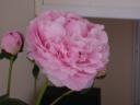 20020613_083406_peonie_side_view.jpg