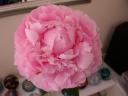 20020613_083737_peonie_closeup.jpg